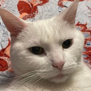 Meet your Posher, Meaghan